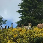 Les Bouleaux, La Montagne Des Lamas Chalet *