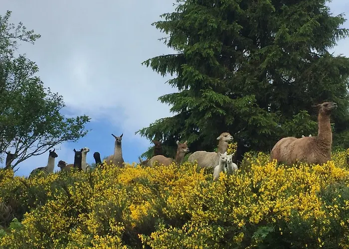 Les Bouleaux, La Montagne Des Lamas Horská chata *